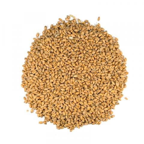 Солод Wheat malt MD - 1kg Wheat malt MD фото